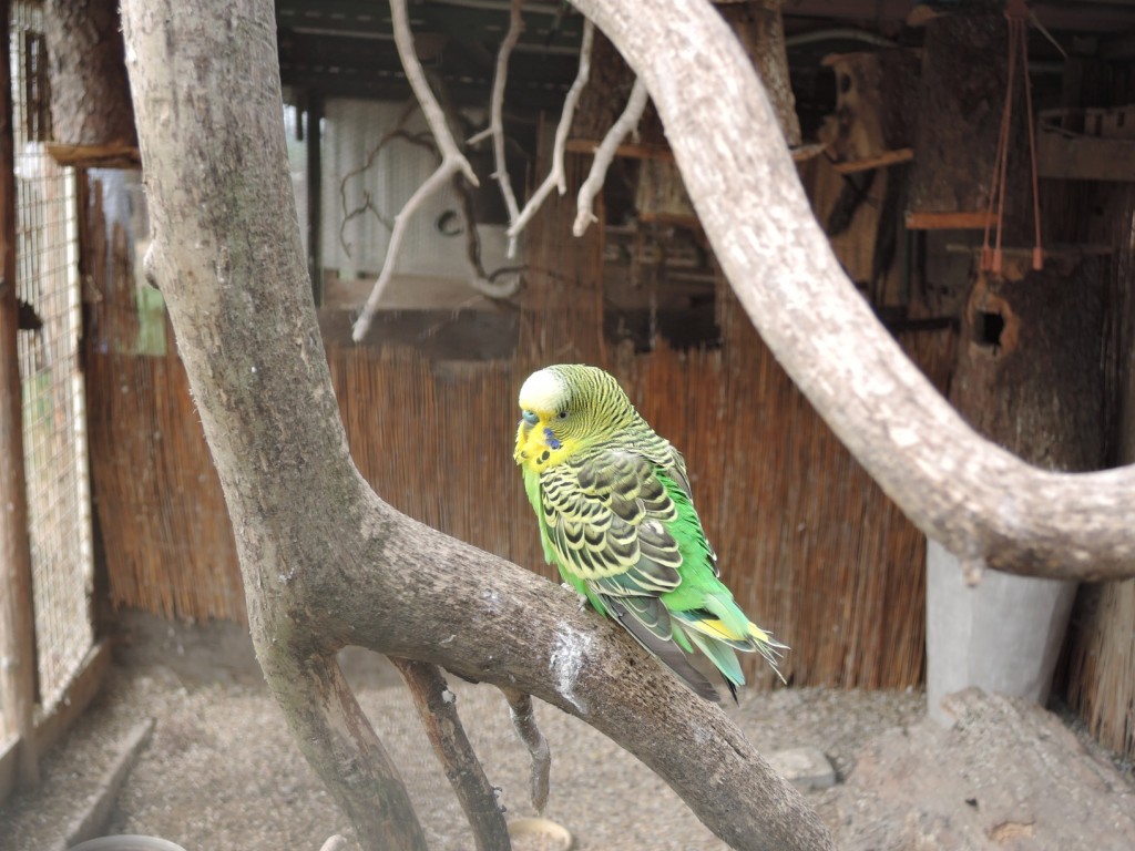 DSCN4430
